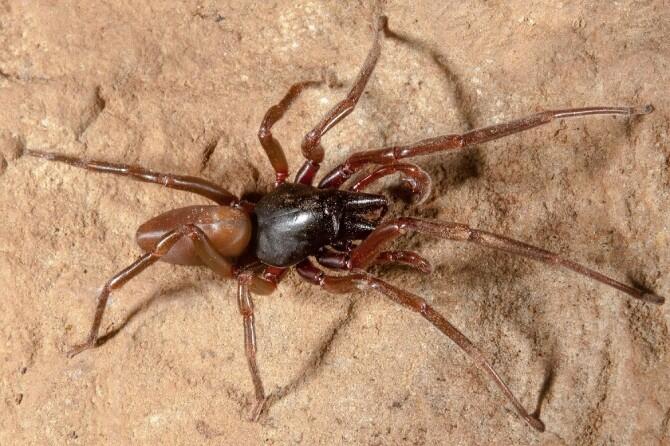 Expertos de la UB y del IRBio secuencian el genoma de una araña endémica de las islas Canarias