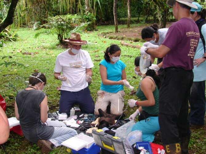 Diagnostican dengue y fiebre del Nilo en monos en libertad