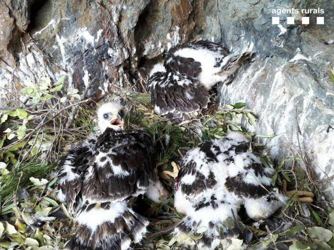 Detectado el primer nido con tres polluelos de águila perdicera en diez años en Cataluña