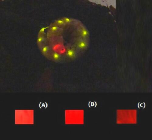 Una investigación revela de qué manera produce luz roja el gusano ferrocarril