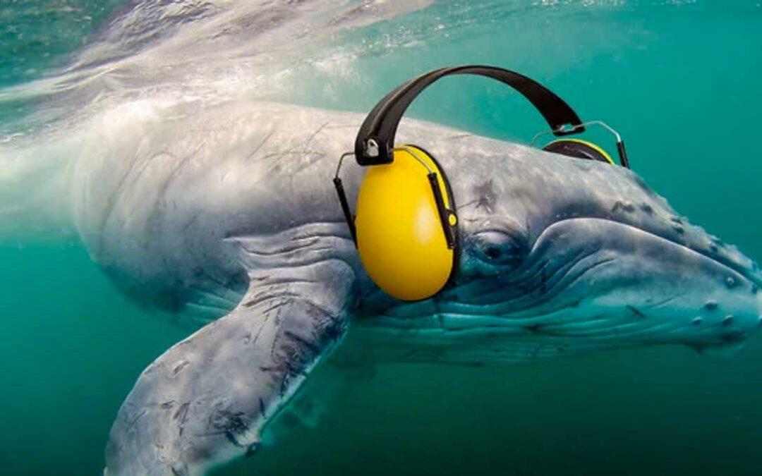 La contaminación acústica del mar, mucho ruido bajo el agua!!