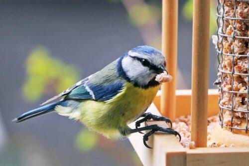 Comida-para-pájaros-silvestres-768x511