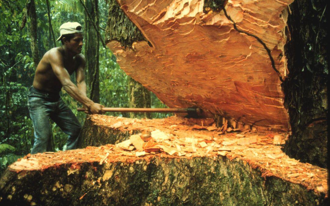 El  impacto real de la deforestación en la Amazonia!!