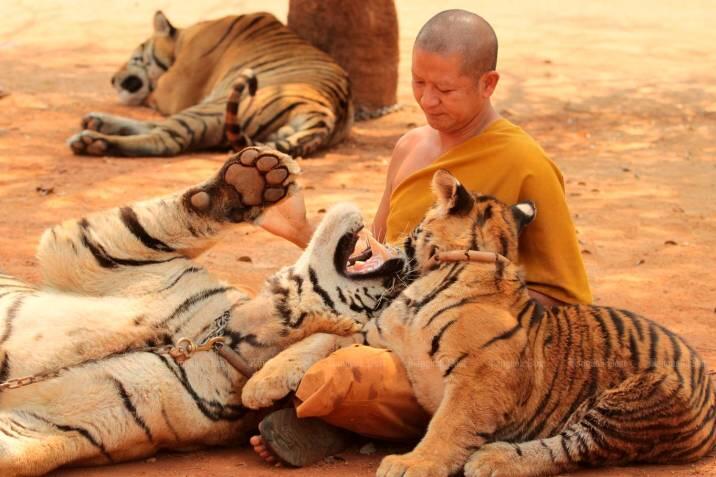 Fallecen 86 de los 147 tigres que fueron rescatados de un templo tailandés