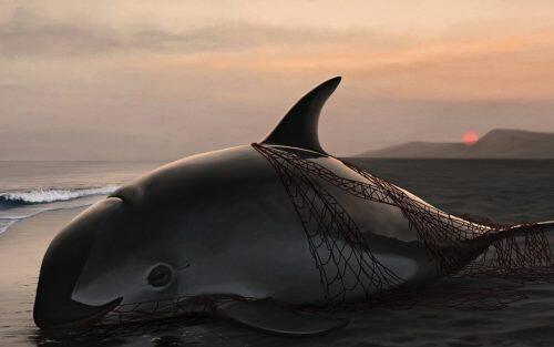 vaquita-marina-extincion-1080x675