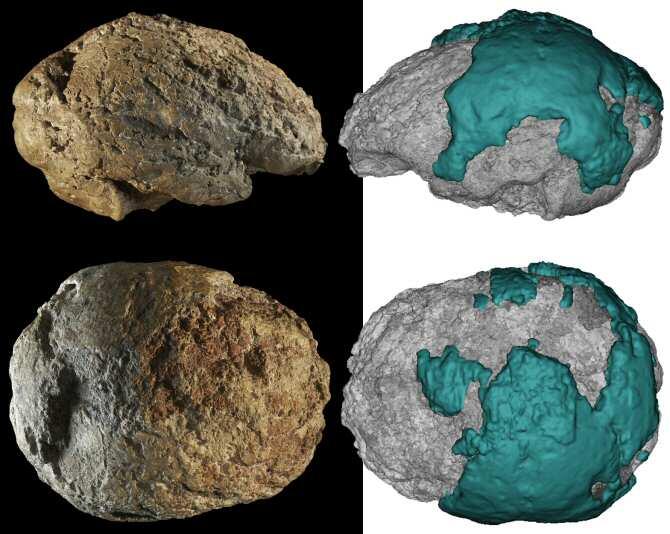 Un estudio da a conocer el molde natural del cerebro neandertal de Gánovce