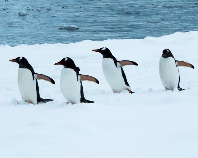 Secuencian el genoma de todas las especies de pingüino vivas