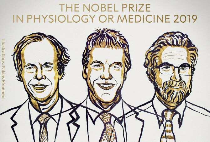 Nobel de Fisiología por descubrir cómo las células se adaptan a la reserva de oxígeno