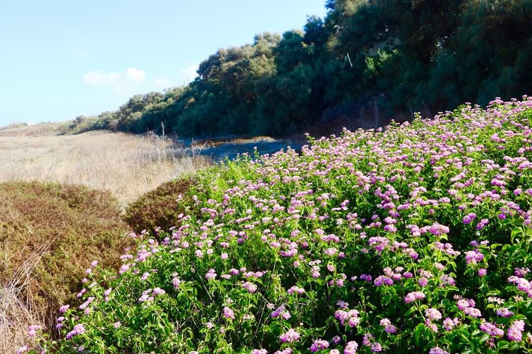 lantana