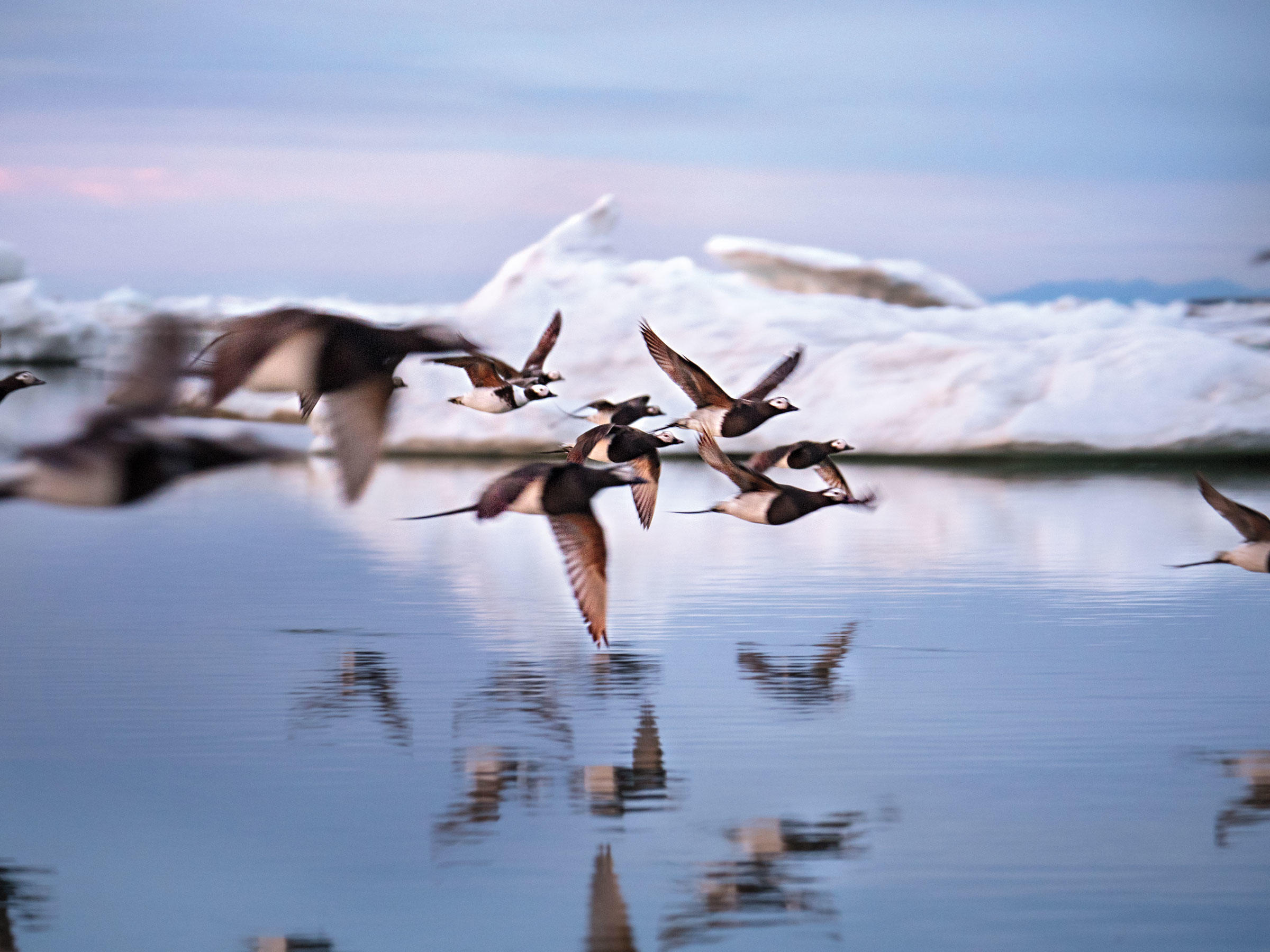 A causa del calentamiento global,  se adelanta el periodo reproductor de algunas aves marinas árticas!!!!
