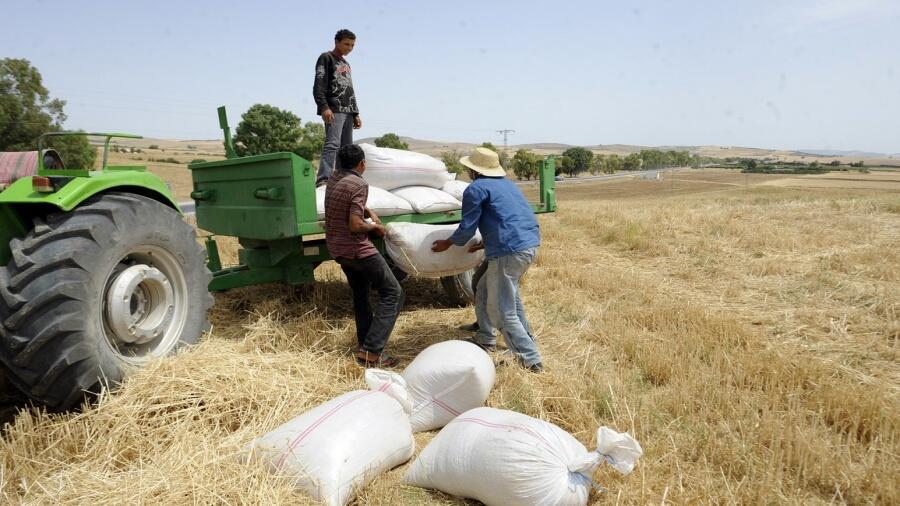 مصلحة الأبحاث تطلب من المزارعين إنهاء أعمال الفلاحة قبل هطول الامطار في 26 الحالي