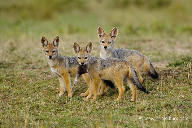 تصطاد بنات آوى الذهبية (Canis aureus ) فرادى وفي مجموعات بين 2 الى 5 وهو ما يسمح لها  بالنيل من طرائدها ومنها ما هو بحجمها وأحيانًا يفوقها حجماً مثل الخنازير البرية مما يساعد على تنظيم أعدادها