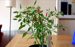 chillies7-638x400-small-40