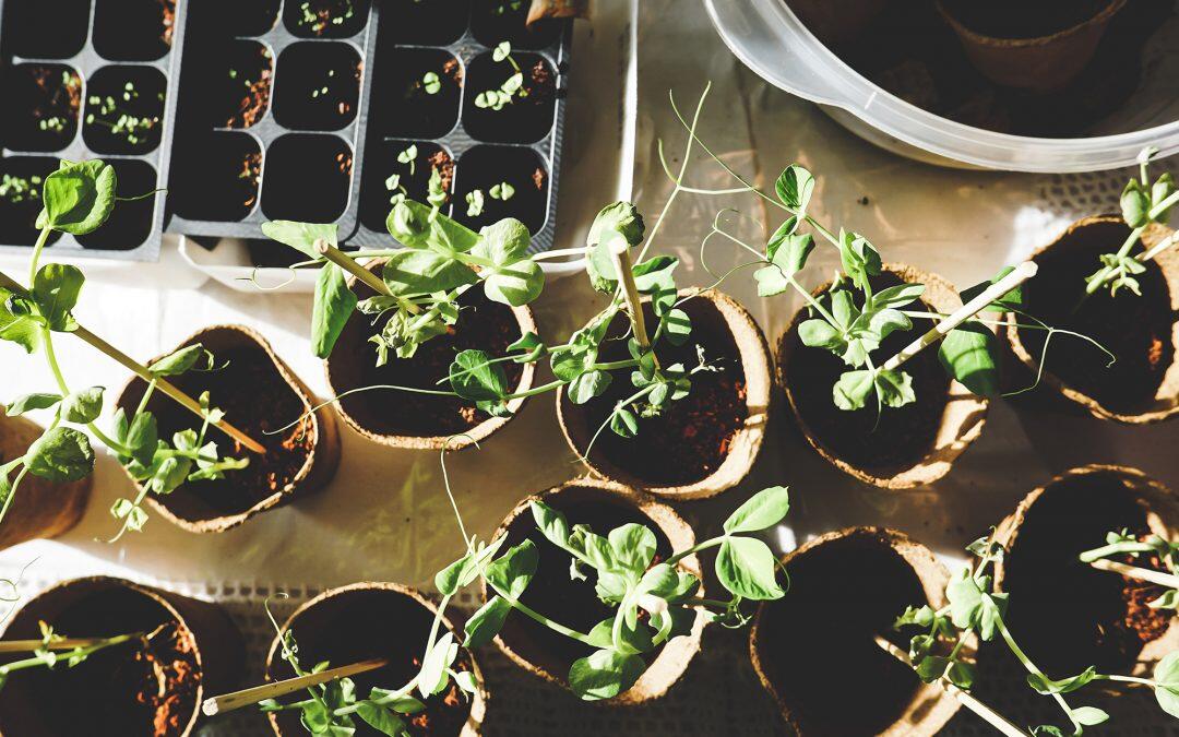 Indoor Culture , Growing edible plants from scraps inside your house on a budget; Here’s how