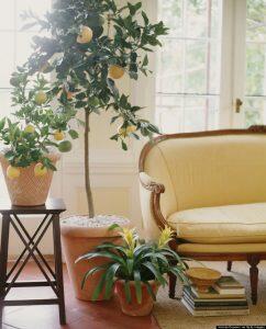 o-LEMON-TREE-LIVING-ROOM-900-62