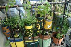 waste-tracking-with-greenhalo-by-green-halo-recycle-gardening-58