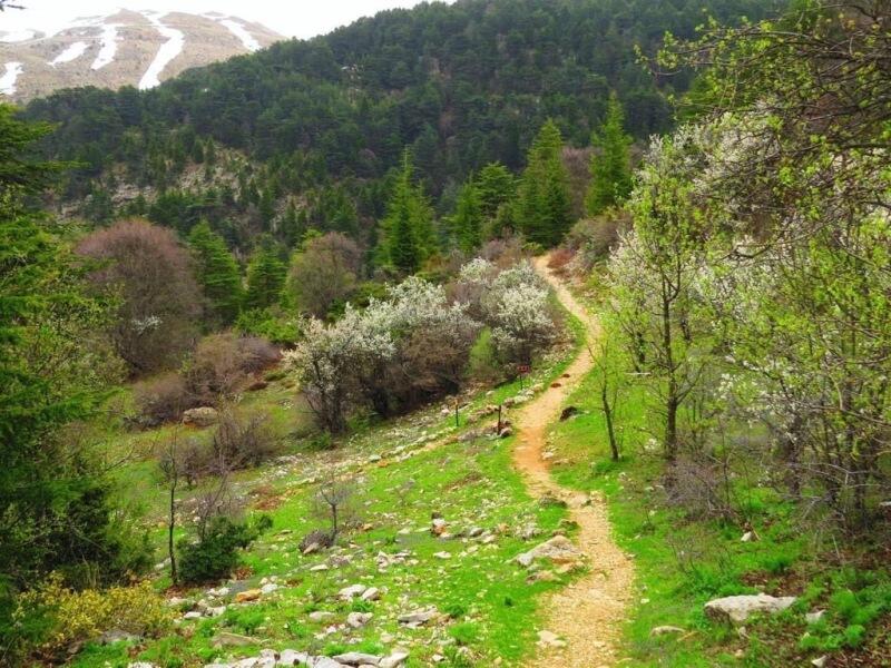 جمعية الارض لبنان دعت البلديات للتحضير للدفاع عن الغابات