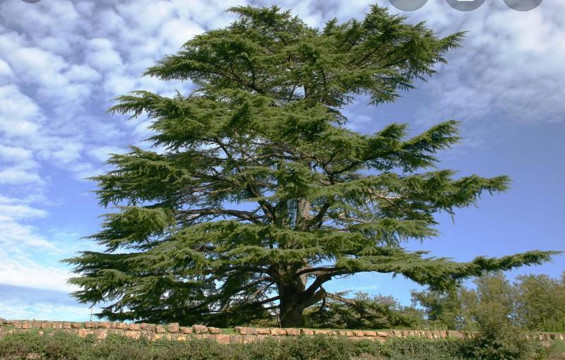 افرام: سنزرع غابة أرز باسم شهداء انفجار المرفأ في تل عمارة