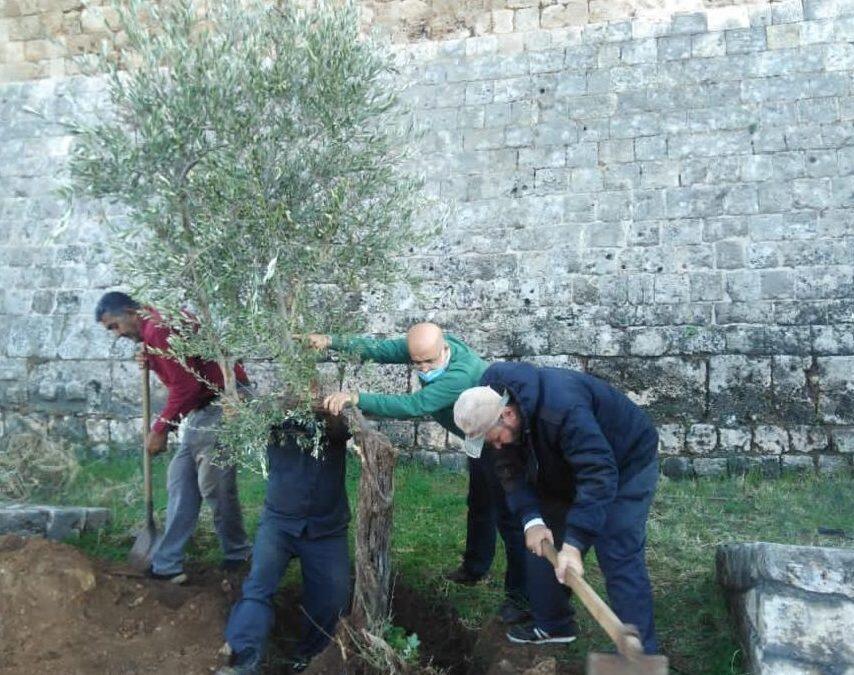 بلدية طرابلس واصلت حملة التشجير