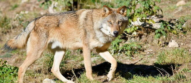 Près de Lyon, un loup retrouvé fauché sur l’A43