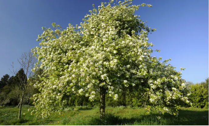 Blossom falls: 80% of small orchards in England and Wales lost since 1900