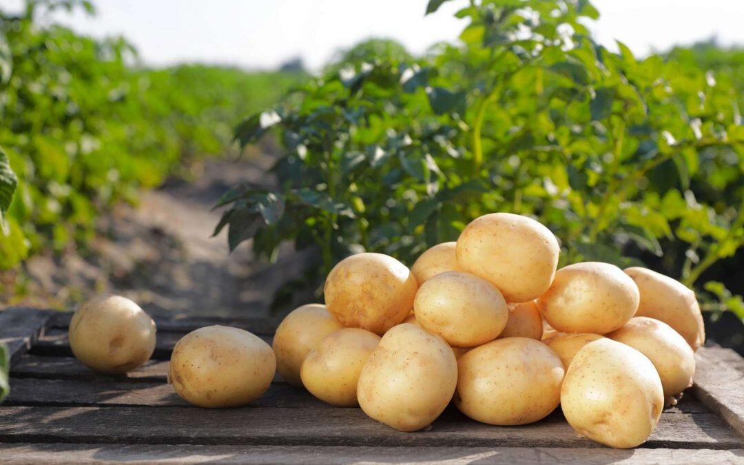 Pommes de terre primeur : quand et comment les planter ?