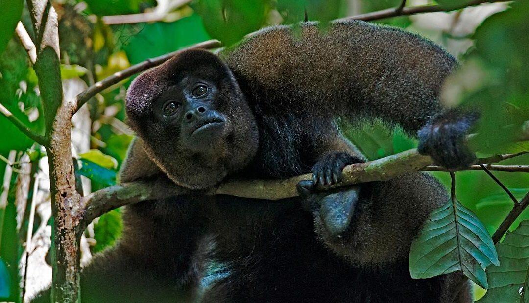 Wild animals in Ecuador now have legal rights thanks to a monkey named Estrellita