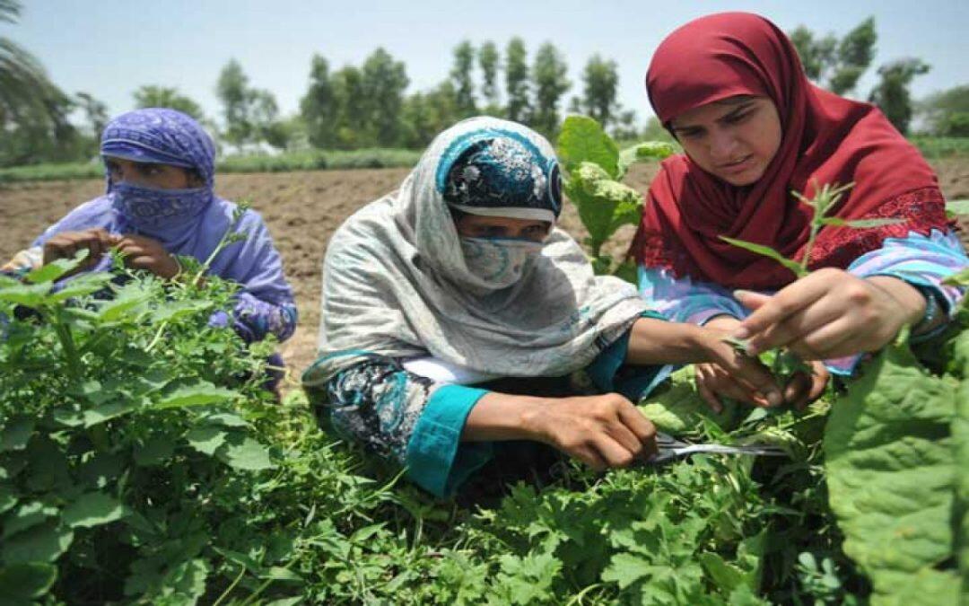 ‘Women agriculture workers in Pakistan mostly unpaid for their time and labour’