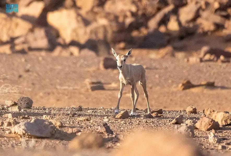 بعد غياب لـ90 عاماً عن بيئته الطبيعية… أول مولود للمها العربي يُبصر النور في السعودية